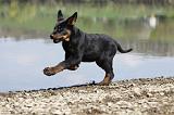 BEAUCERON - PUPPIES 213